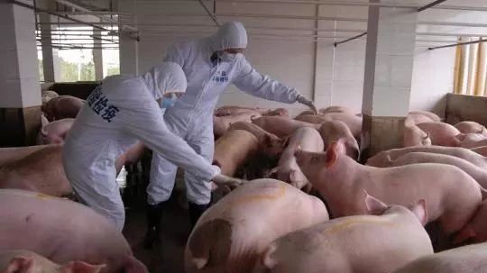黑龙江运郑州的一批猪确诊发生非洲猪瘟